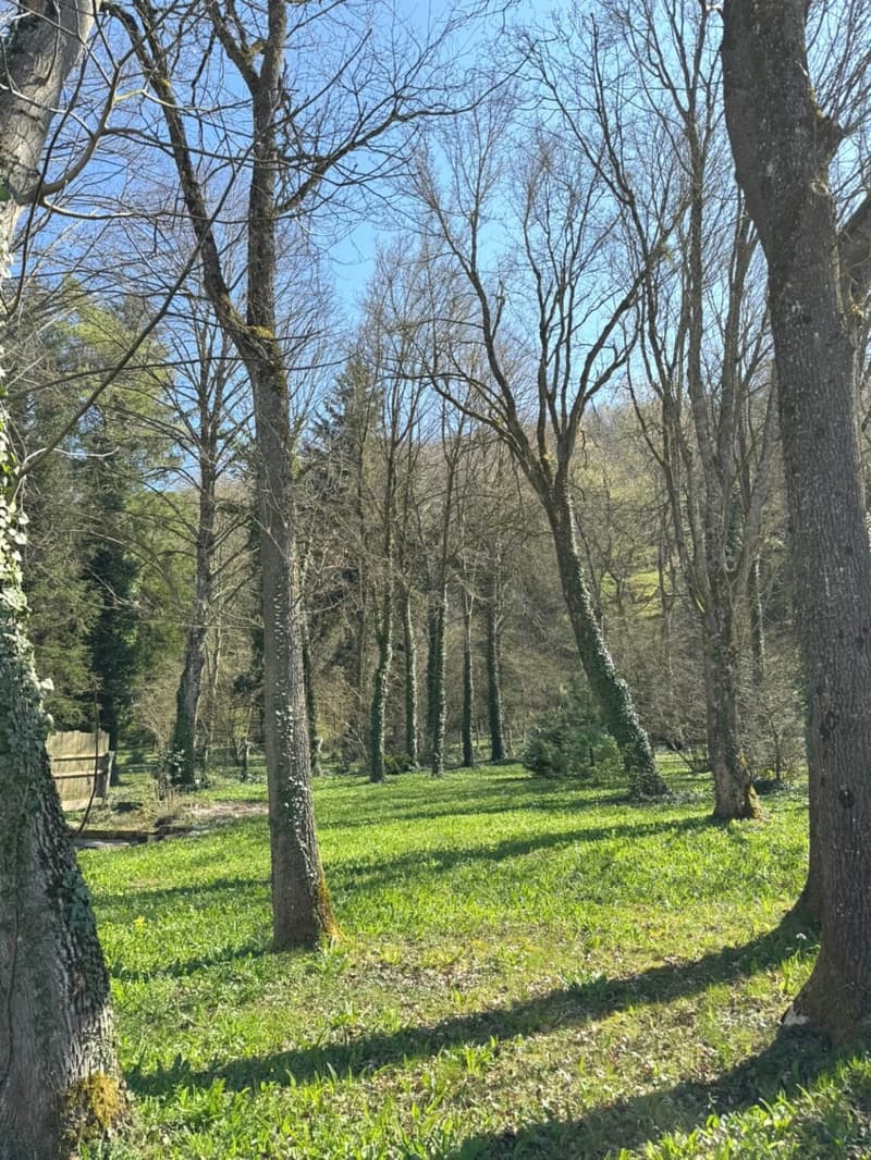 Dense collection of deciduous trees, grassy ground, shadows cast by the trees