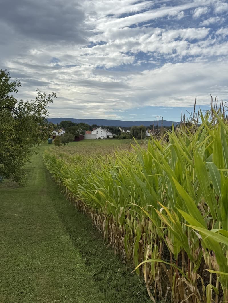 Field of corn with a house in the background, green grass on the sides, a tree on the left.