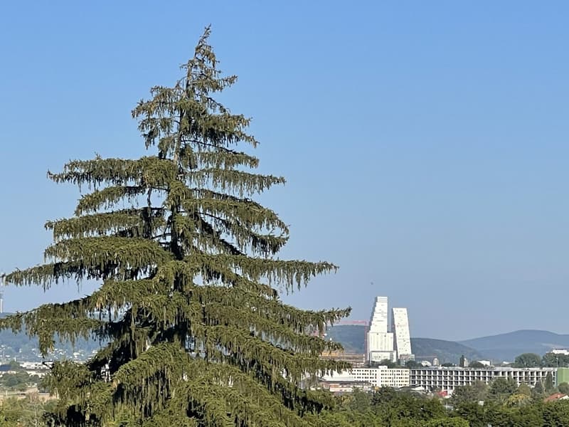 Zu verkaufen: Villa mit Panoramablick auf den Höhen von Hégenheim (5)