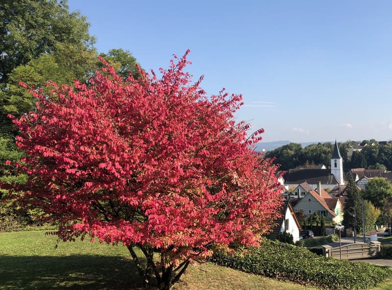 Zu verkaufen: Villa mit Panoramablick auf den Höhen von Hégenheim (8)