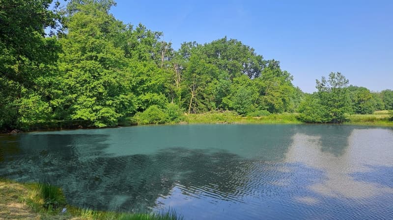 Freizeitgrundstück mit 2 Teichen in Saint-Ulrich (68210) – 10.100 m² (3)