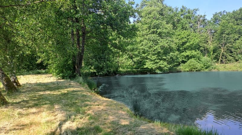Freizeitgrundstück mit 2 Teichen in Saint-Ulrich (68210) – 10.100 m² (2)