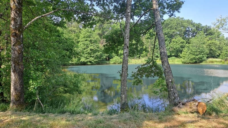 Freizeitgrundstück mit 2 Teichen in Saint-Ulrich (68210) – 10.100 m² (9)