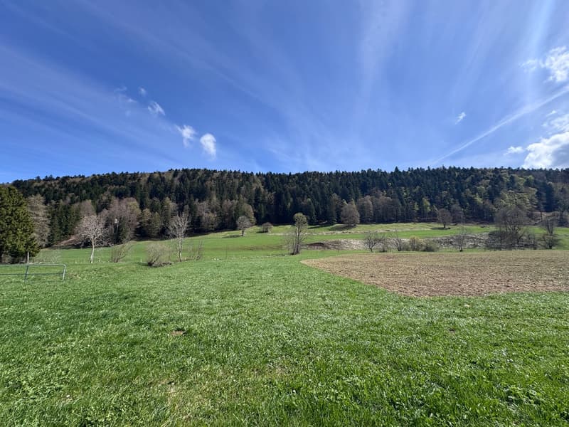 large green field, trees, blue sky, mountains in the background