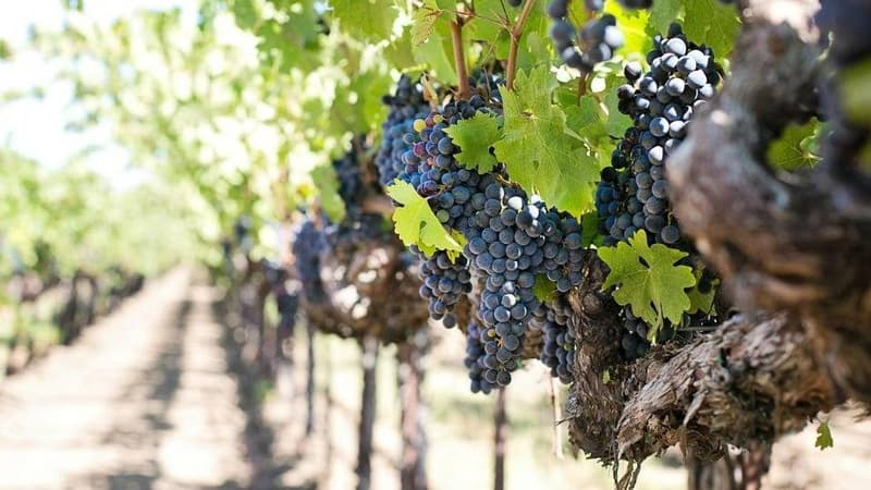 Valais : Cave viticole à vendre (1)
