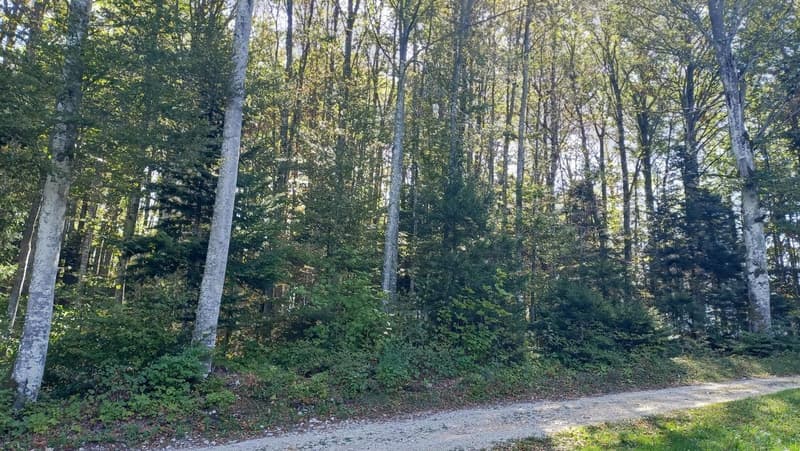 Chalet de 4,5 pièces – Un havre de paix aux portes de Bienne (2)