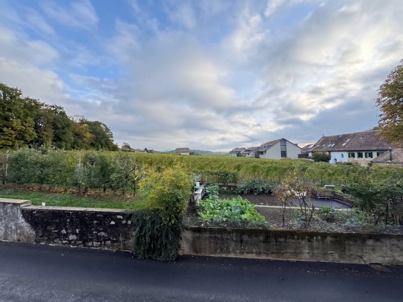 Vue sur les vignes