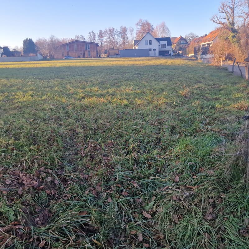 flat lawn, fallen leaves