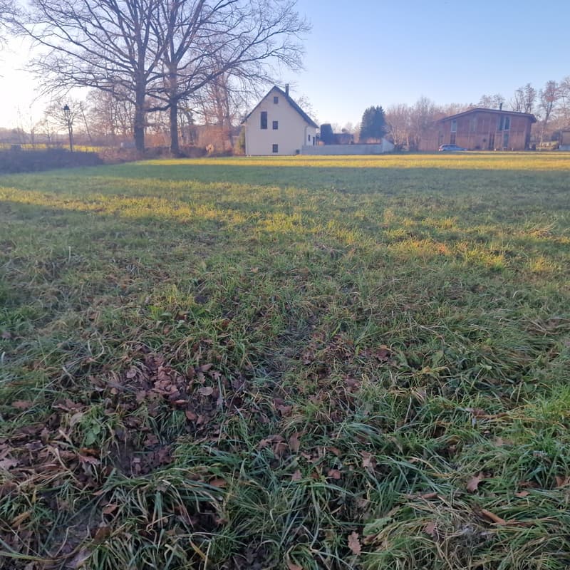 large grass field, small patches of bare soil, several trees in the background
