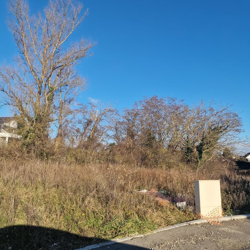untouched plot of land with high grass, few trees, shadow