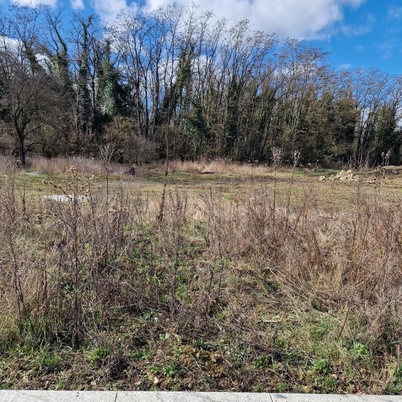 Unused land with bushes, small grass patches, trees