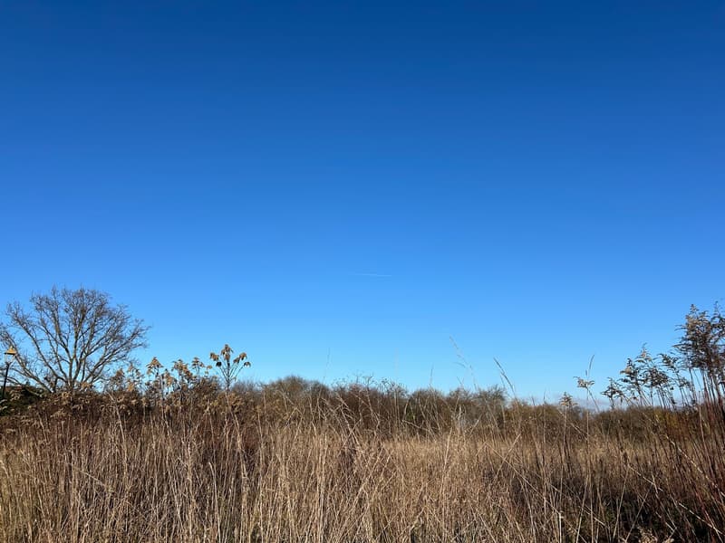 Tall grasses and dry bushes under a clear blue sky