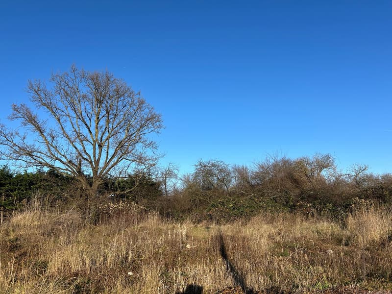 large open field, few trees, long grass, clear blue sky