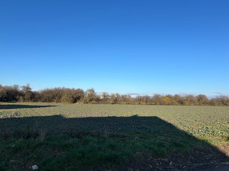 Wide grassy field, tree line in the background, open sky, no visible house or building