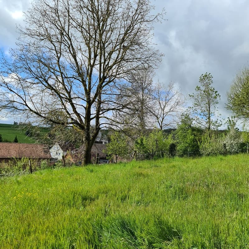 Newly built single-family house in a quiet location in Buschwiller (3)