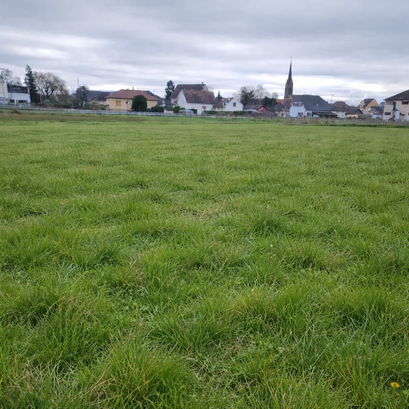 Green field with several houses in the background.