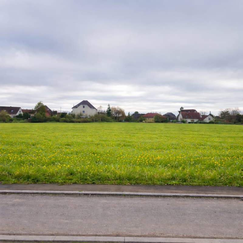 Large field of green grass, yellow flowers in bloom, houses and trees in the distance.