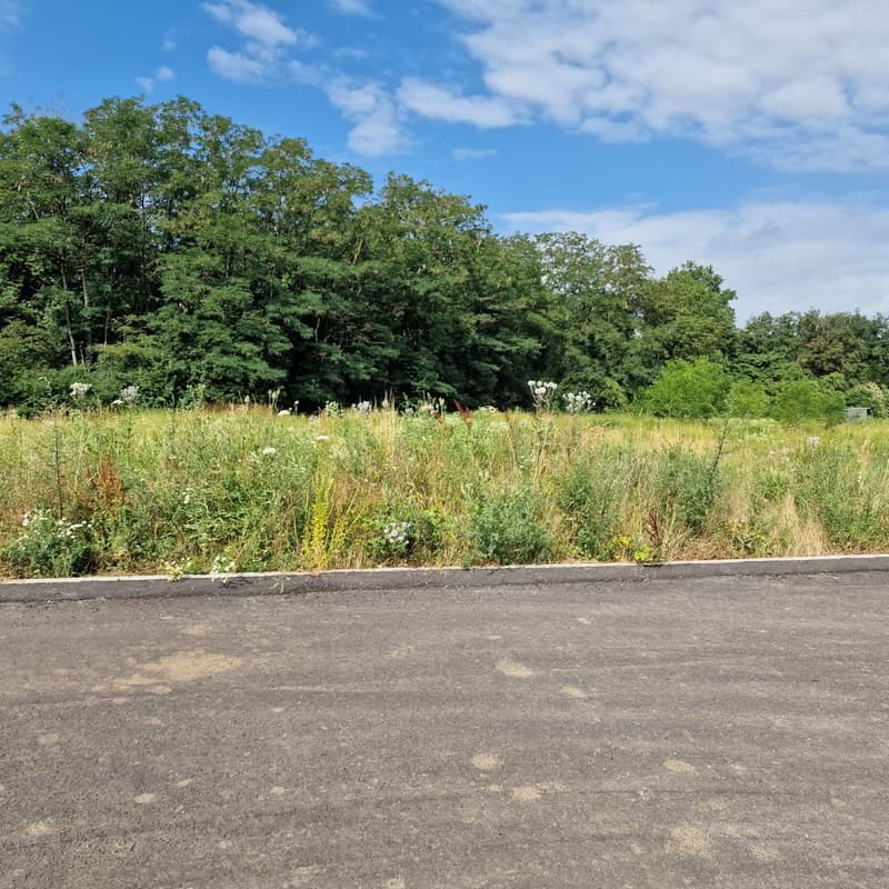 Empty grass field with shrubs, small road with trees on the background
