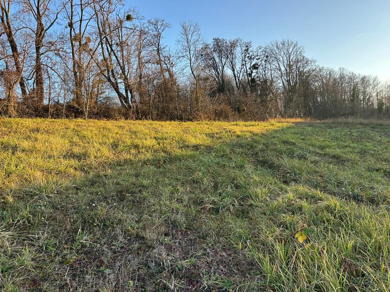 Open grassy field, deciduous trees along the edge, clear blue sky