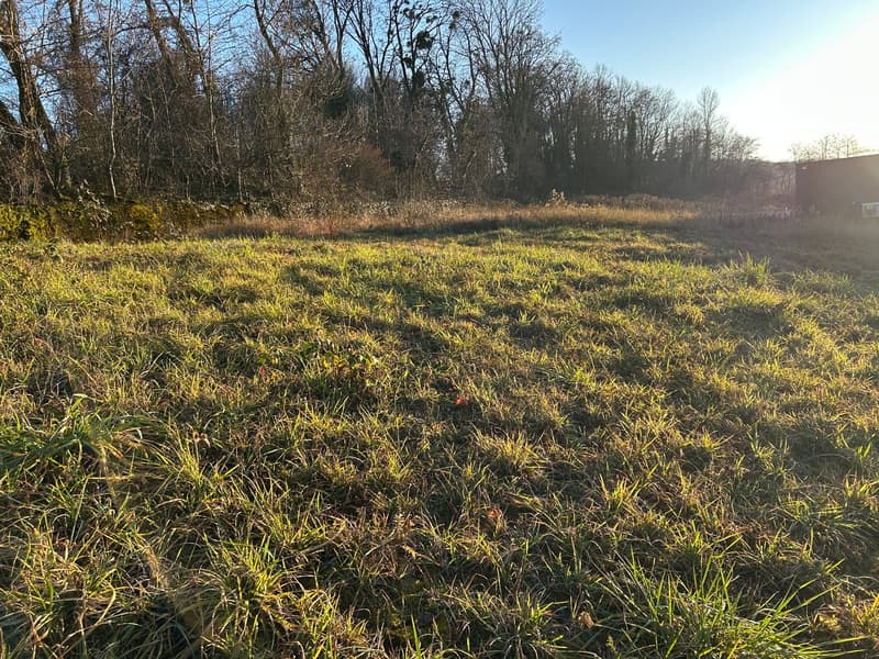 Large grassy field with trees on the perimeter.