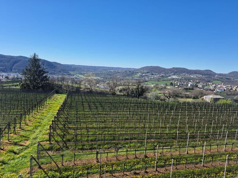 large green field, vineyards, yellow flowers, mountain range in the background