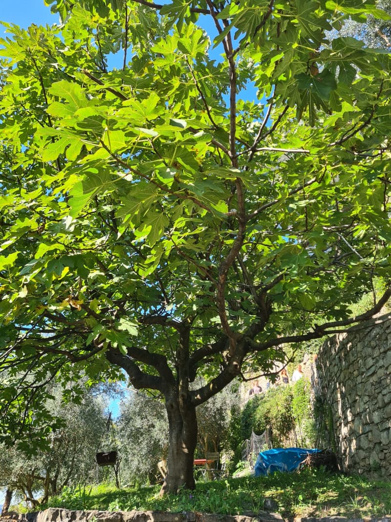 Si affitta a Gandria straordinario appartamento con giardino e vista lago (22)