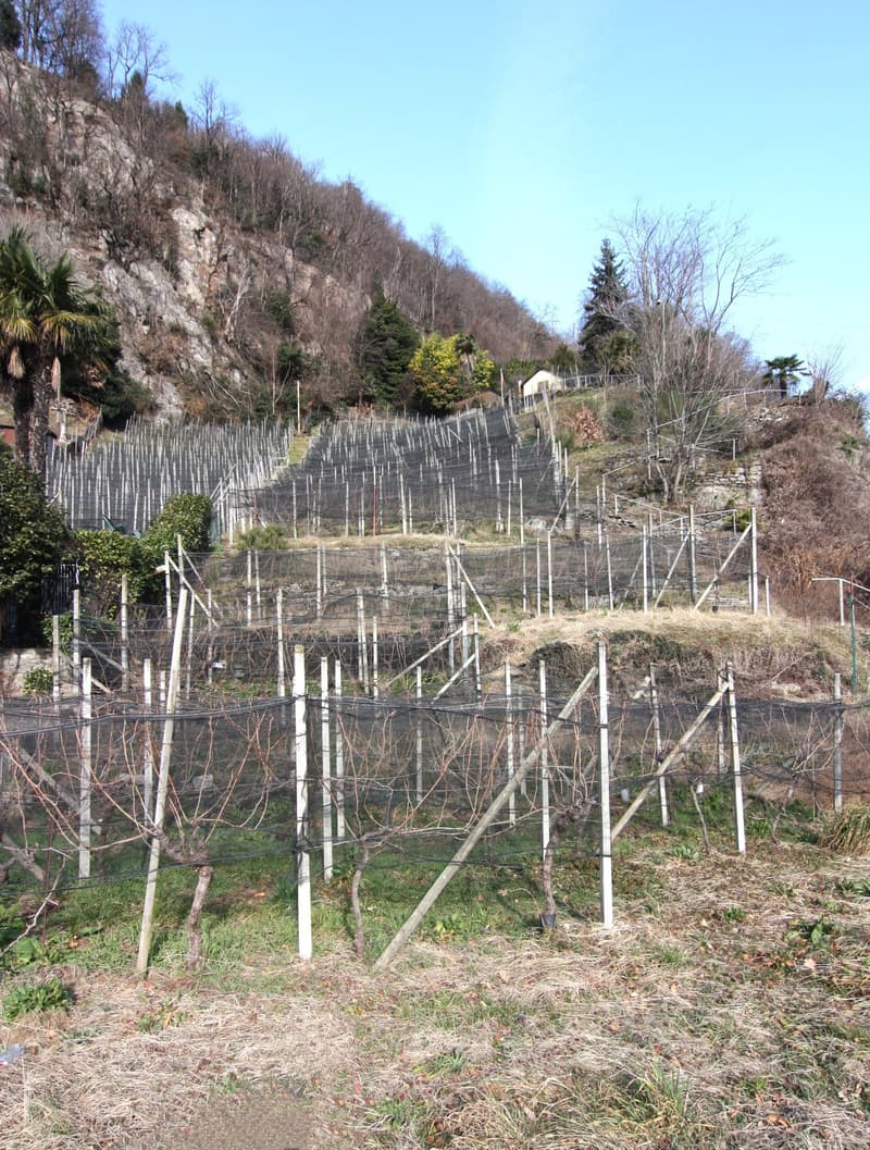 Vineyard/agricultural land, with 400 merlot vines (2)