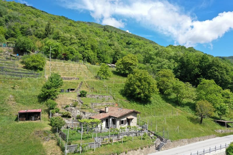 Joli Rustico dans un endroit calme et beau vignoble à Medeglia (1)