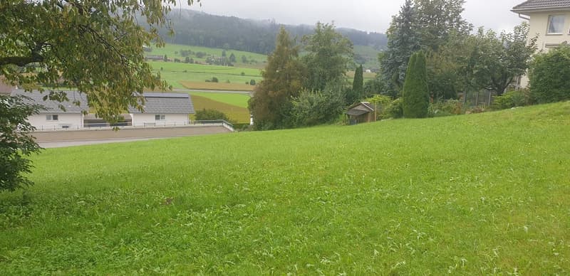 Green grass, trees, house in the background, mountains in the distance