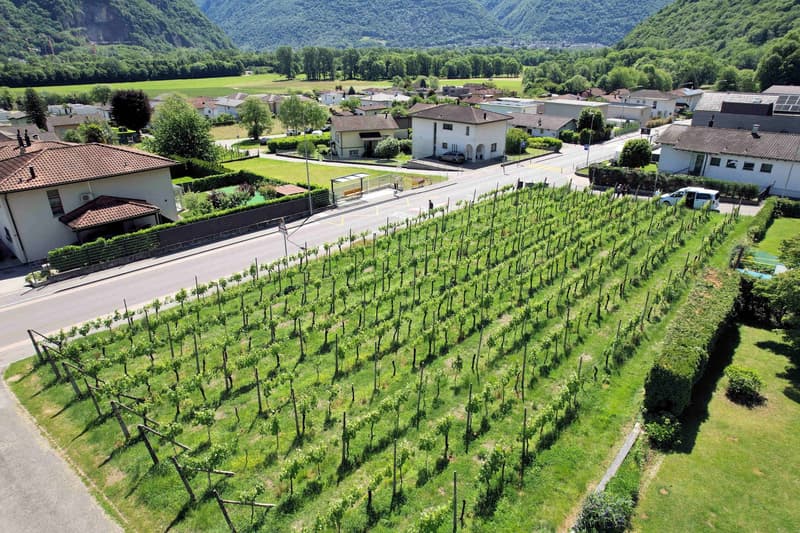Terreno edificabile in zona comoda ben servita e soleggiata (1)