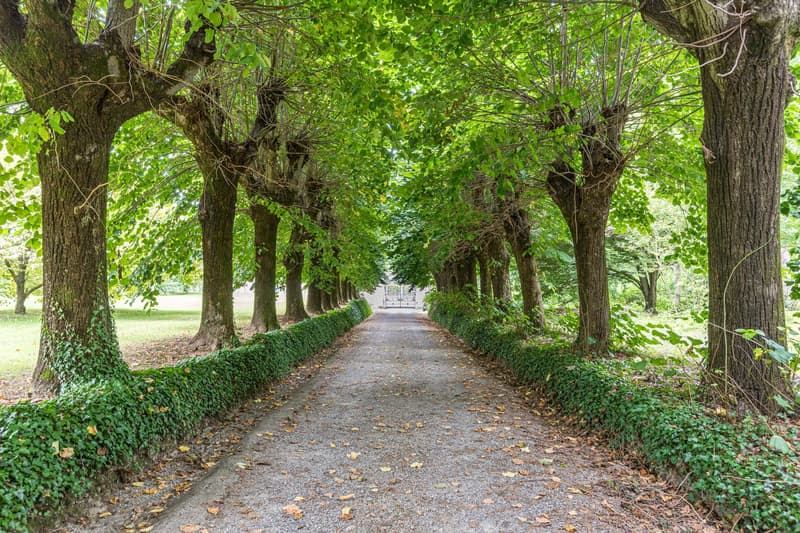 Long pathway, row of trees, gravel floor, bushes on the sides, clear sky