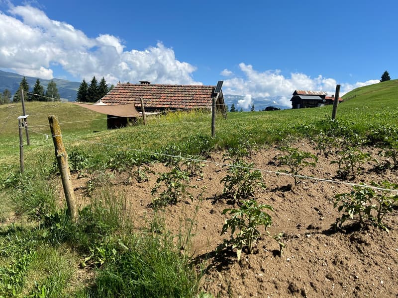 Idyllic Maiensäss with stable in Sevgein (Ilanz/Glion) (17)