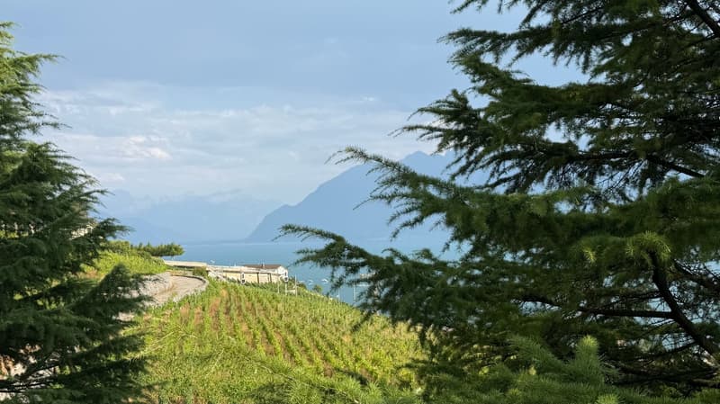 Bright villa of standing in an exceptional setting in Grandvaux, with a view of the lake and the vineyards (4)