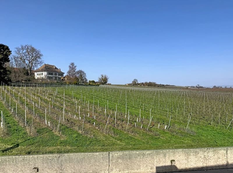 Duplex 4.5 locali all'ultimo piano con vista sul Lago di Ginevra, le Alpi e i vigneti (9)