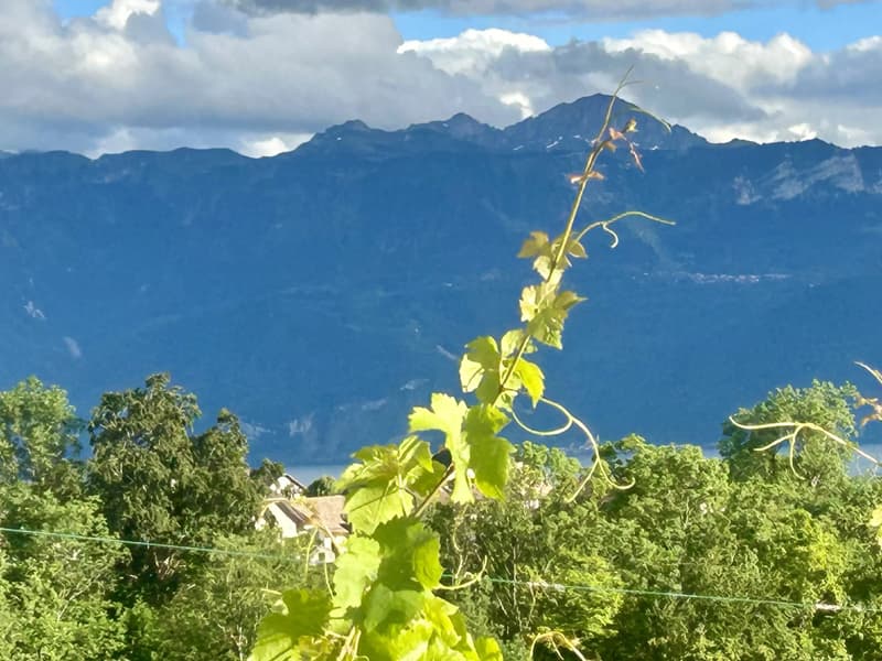Appartamento nuovo a Lutry con giardino (1)