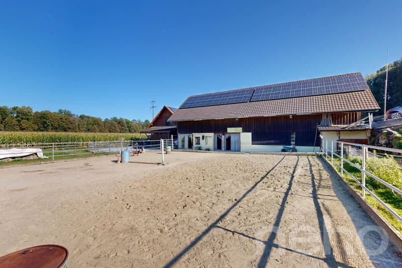 Ideal horse property with 3 apartments in Bischofszell (10)
