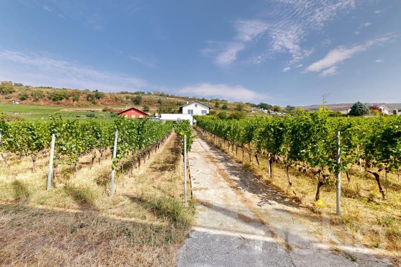 Casa 5.5 locali a Landeron con vigneti e grande potenziale (5)