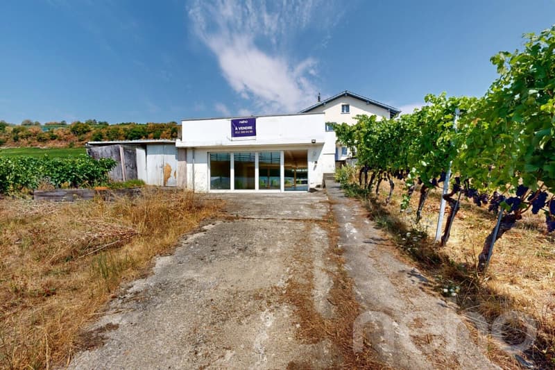 Maison 5.5p au Landeron avec vignes sur terrain de 1545m² (7)
