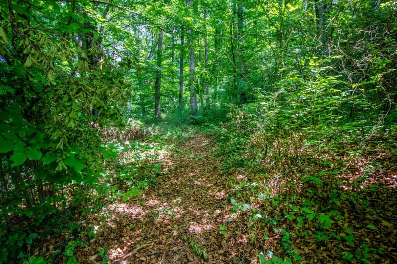 Eigener Wald