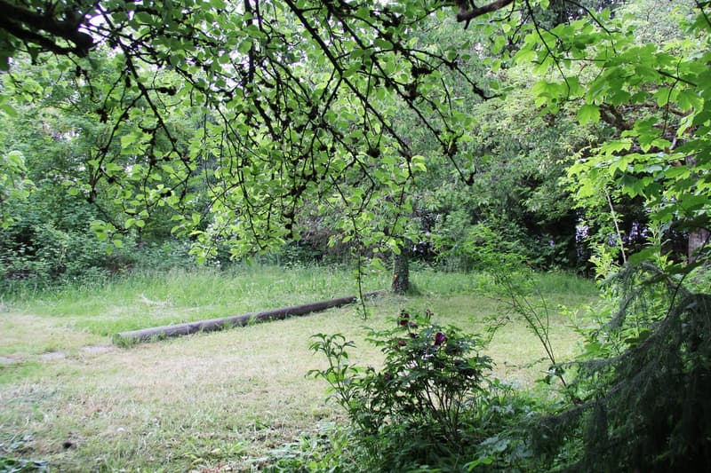 A lush, green forest with a grassy clearing in the foreground. The trees have dense foliage, creating a canopy overhead. There is a fallen log visible on the ground, and some bushes and other vegetation in the clearing.