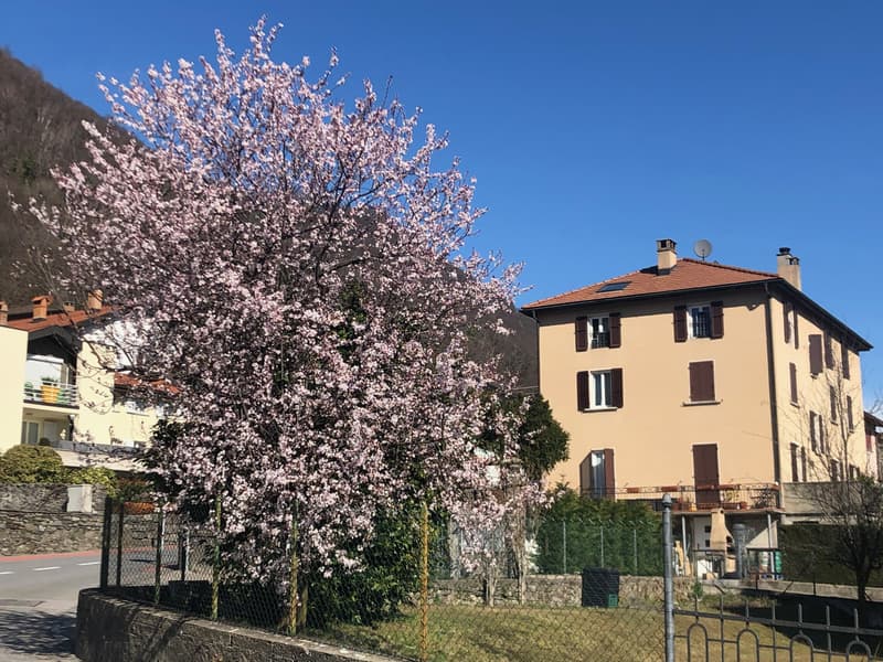 ACCOGLIENTE E LUMINOSO 4.5 LOCALI ALL'ULTIMO PIANO A BEDANO (10)