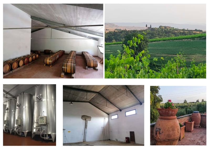 Vignobles d'environ 500 hectares avec oliviers, forêt avec truffes en Chianti (8)