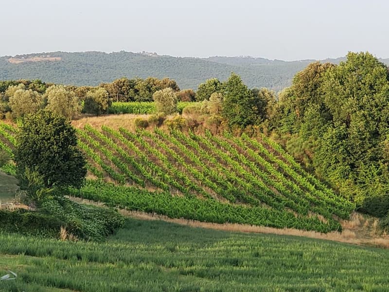 Vignobles d'environ 500 hectares avec oliviers, forêt avec truffes en Chianti (3)