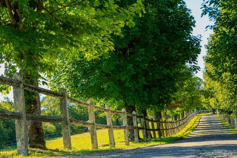 Esclusiva Tenuta di 80ha con Lago di 10ha (4)