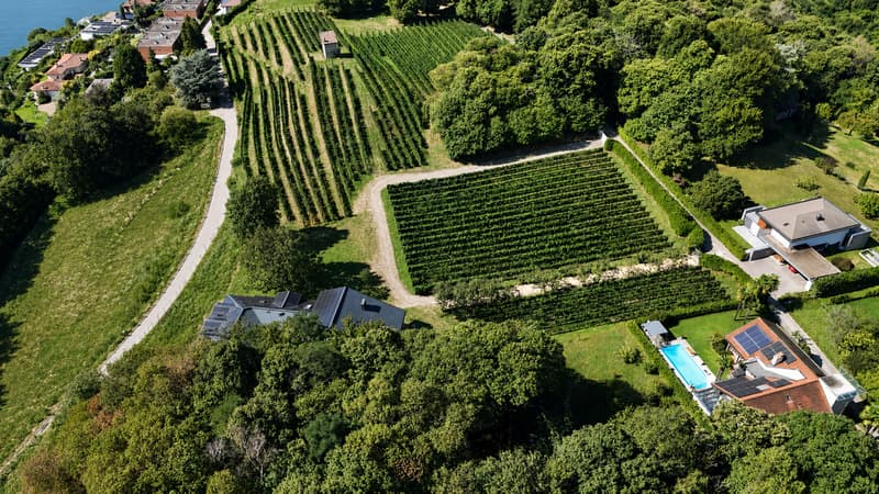Esclusiva Villa circondata dai Vigneti con Vista Aperta sul Lago (6)