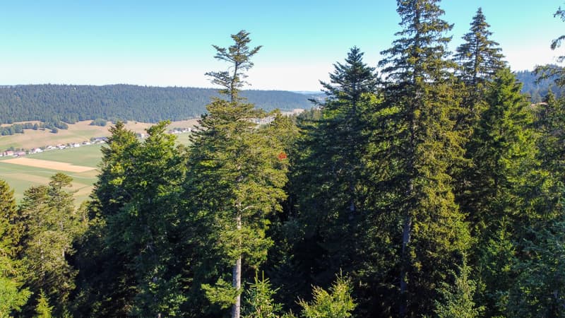 Chalet au coeur de la nature (12)
