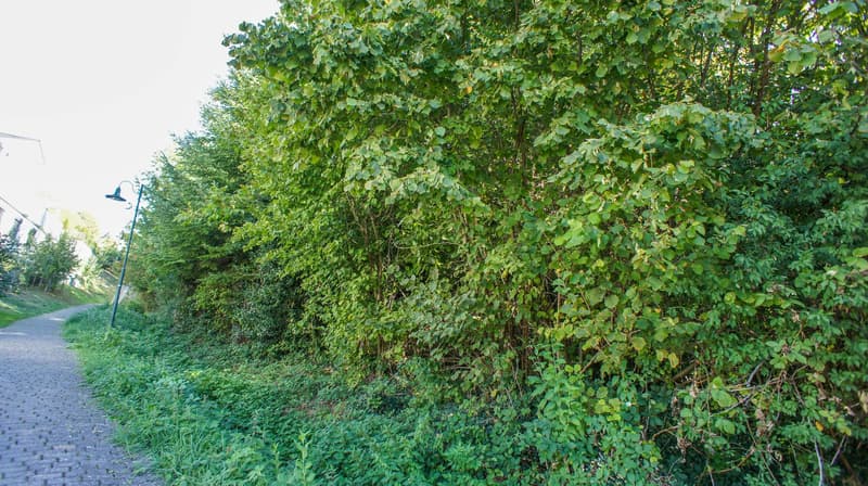 Naturnah bauen in Öschgen – grosszügige Parzelle mit Weitblick (9)