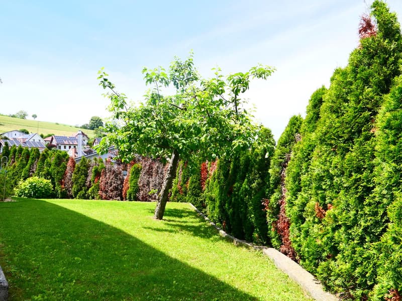 green lawn, small tree, hedge, buildings in the distance, bright sky