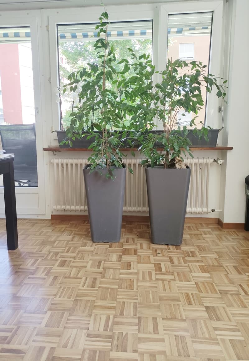 Zentral wohnen in Wettingen (1)