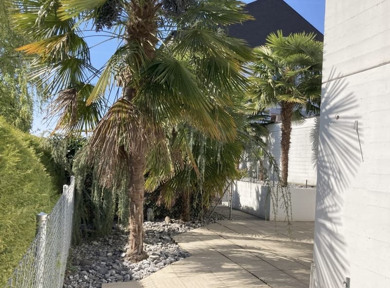 Appartamento di 3,5 locali con terrazza palmizzata spaziosa (3)